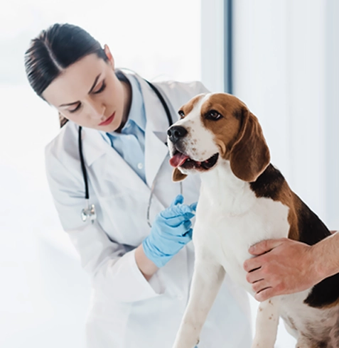 Kuşadası Veteriner